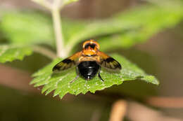 Image of Volucella tabanoides Motschulsky 1859