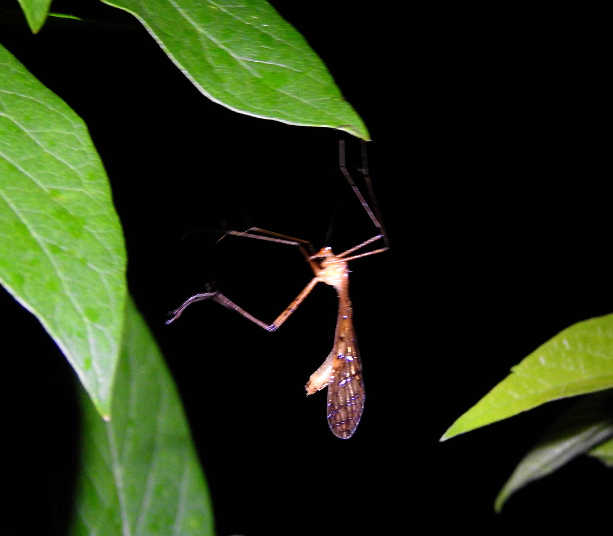 Image of Bittacus punctiger Westwood 1846