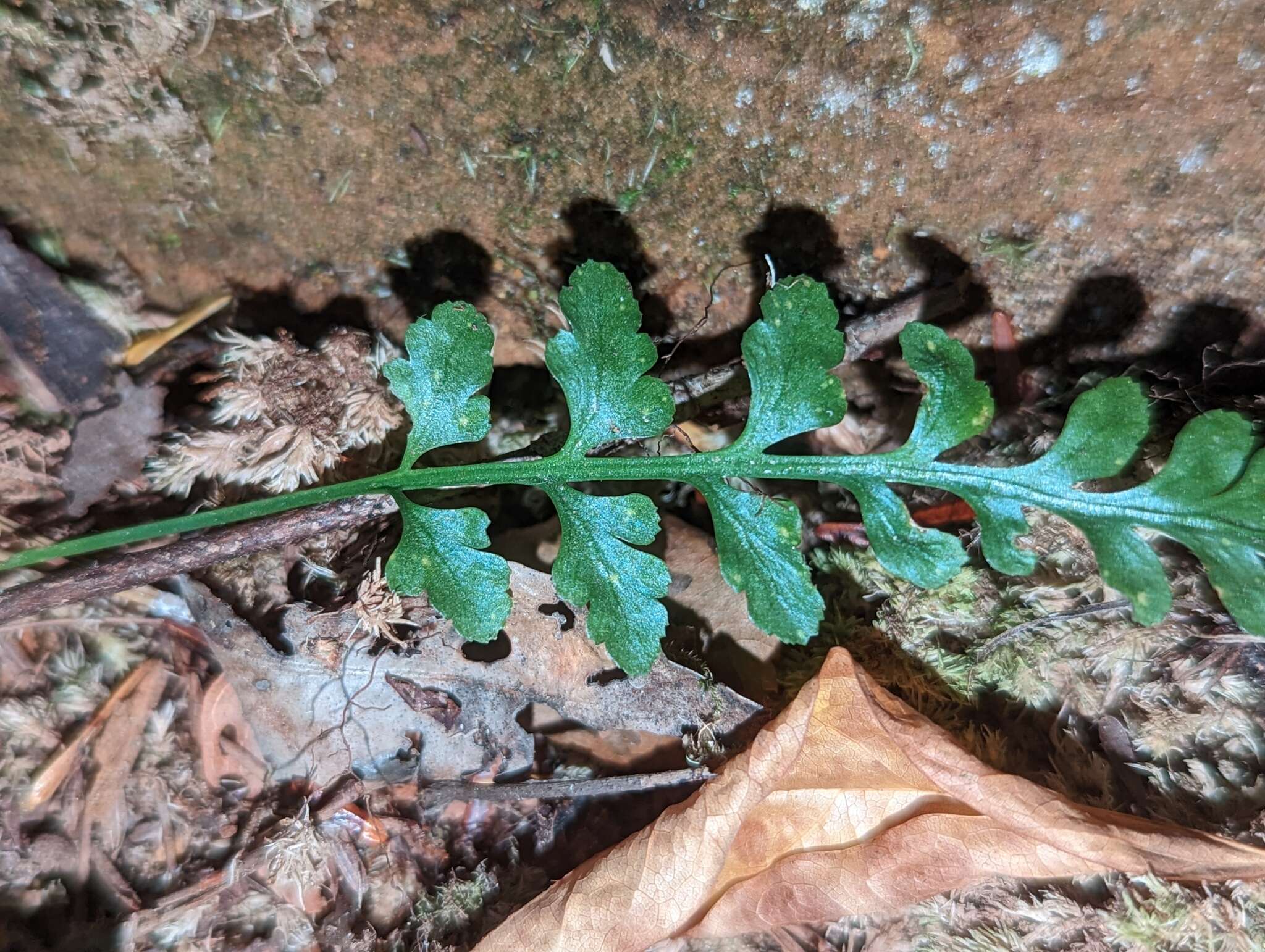 Image of spleenwort