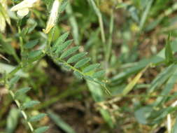 Image of smooth yellow vetch