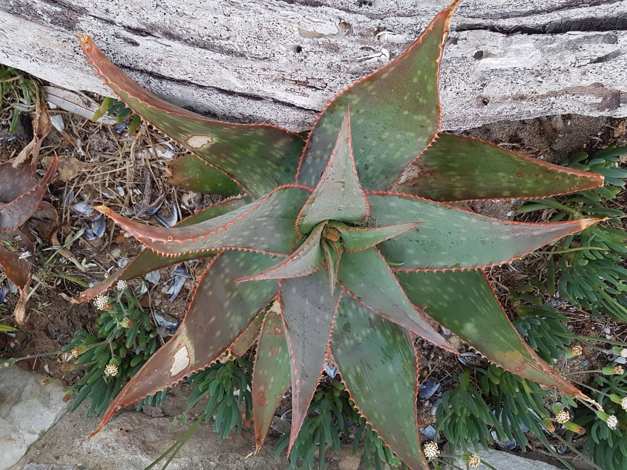 Image de Aloe schimperi Tod.