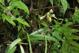 Image of Paphiopedilum schoseri Braem & H. Mohr