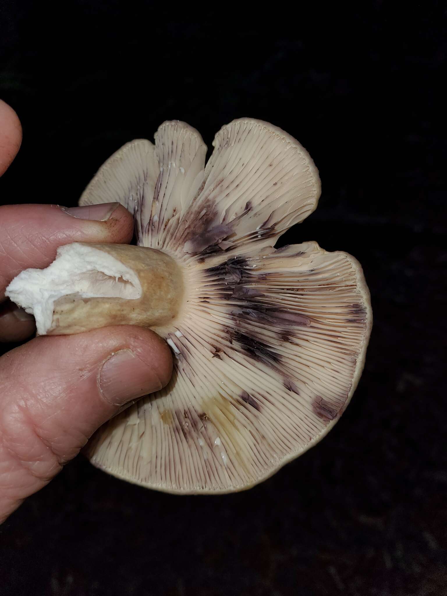 Слика од Lactarius californiensis Hesler & A. H. Sm. 1979