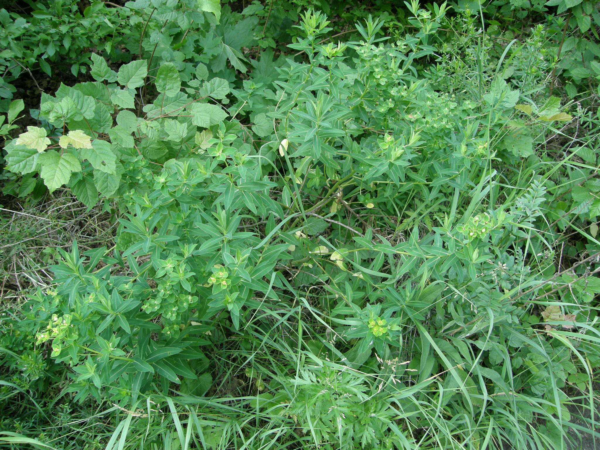 Image de Euphorbia valdevillosocarpa Arvat & Nyár.