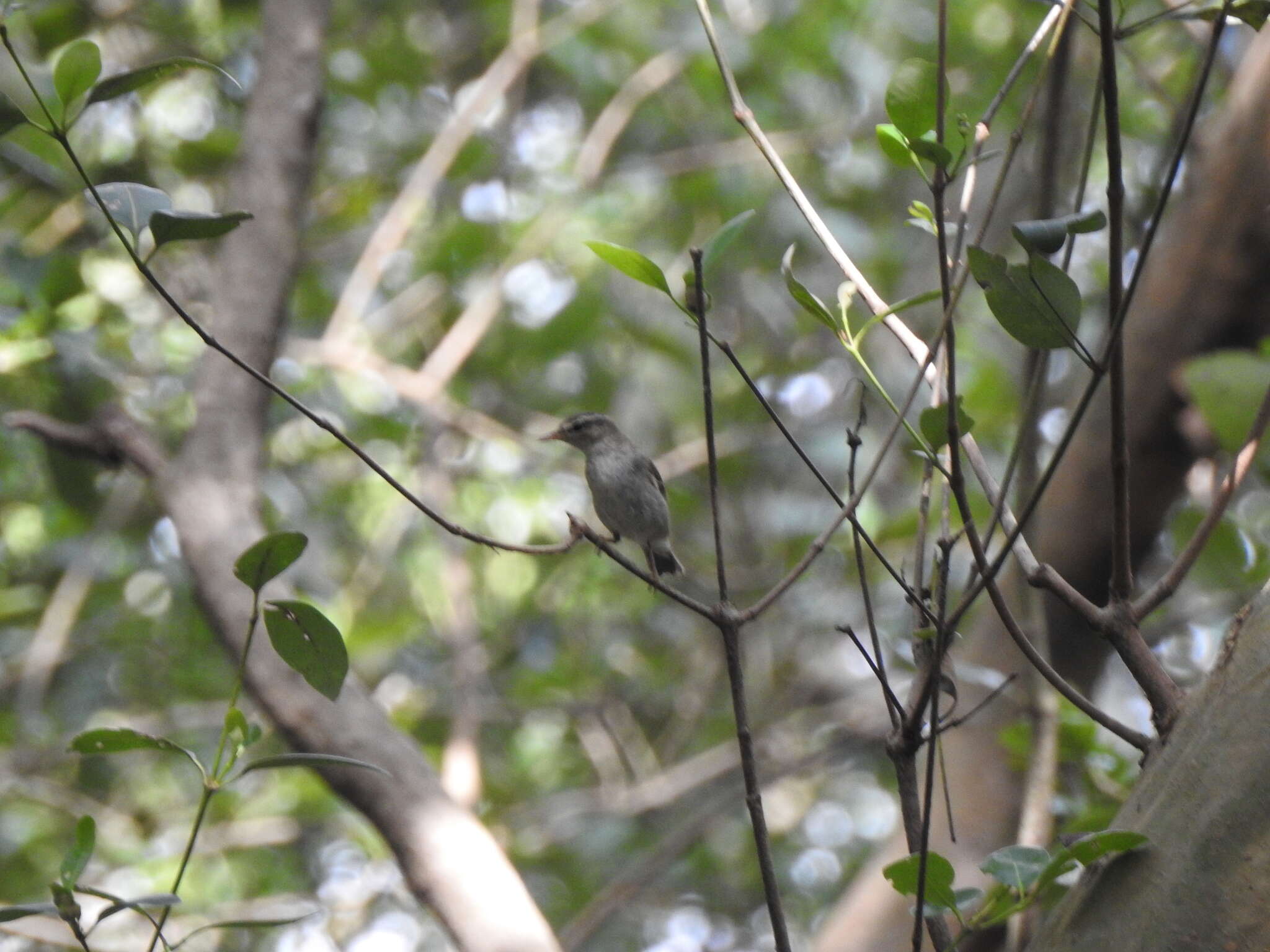 Image of brown dove