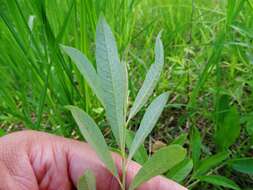 Image of prairie willow