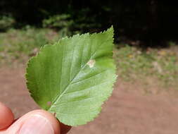 Image of Casebearer moth