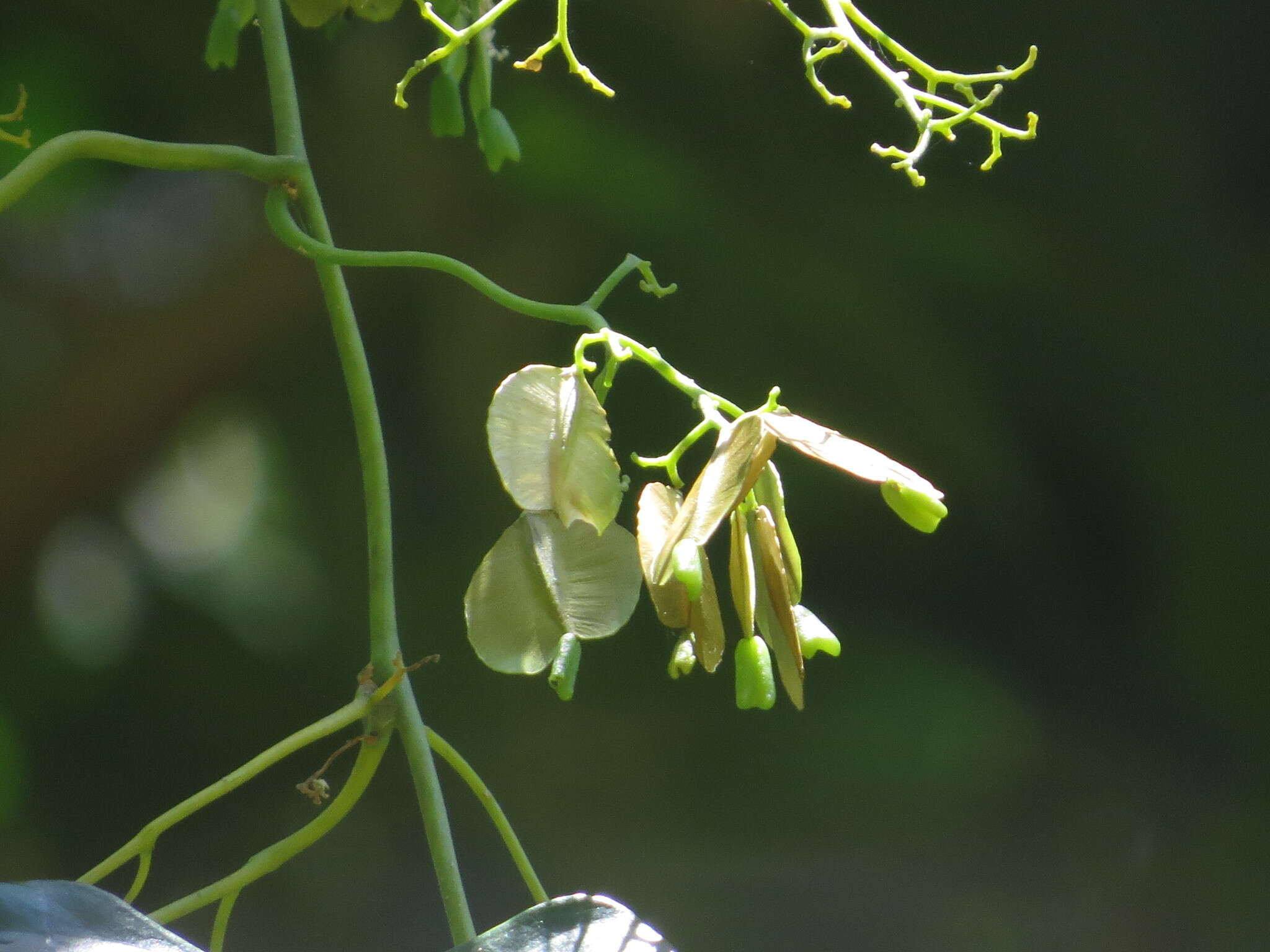 Image of Cardiopteris moluccana Blume