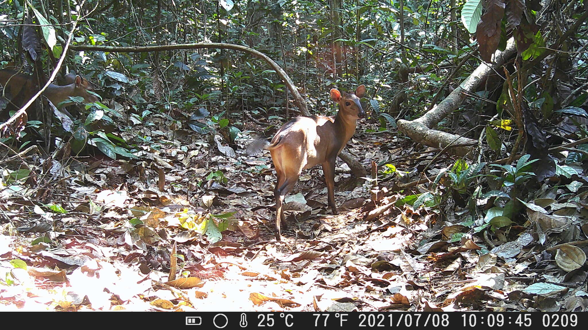 Image of white-bellied duiker