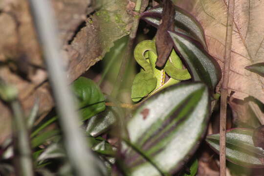 Image of Chen’s Bamboo pitviper