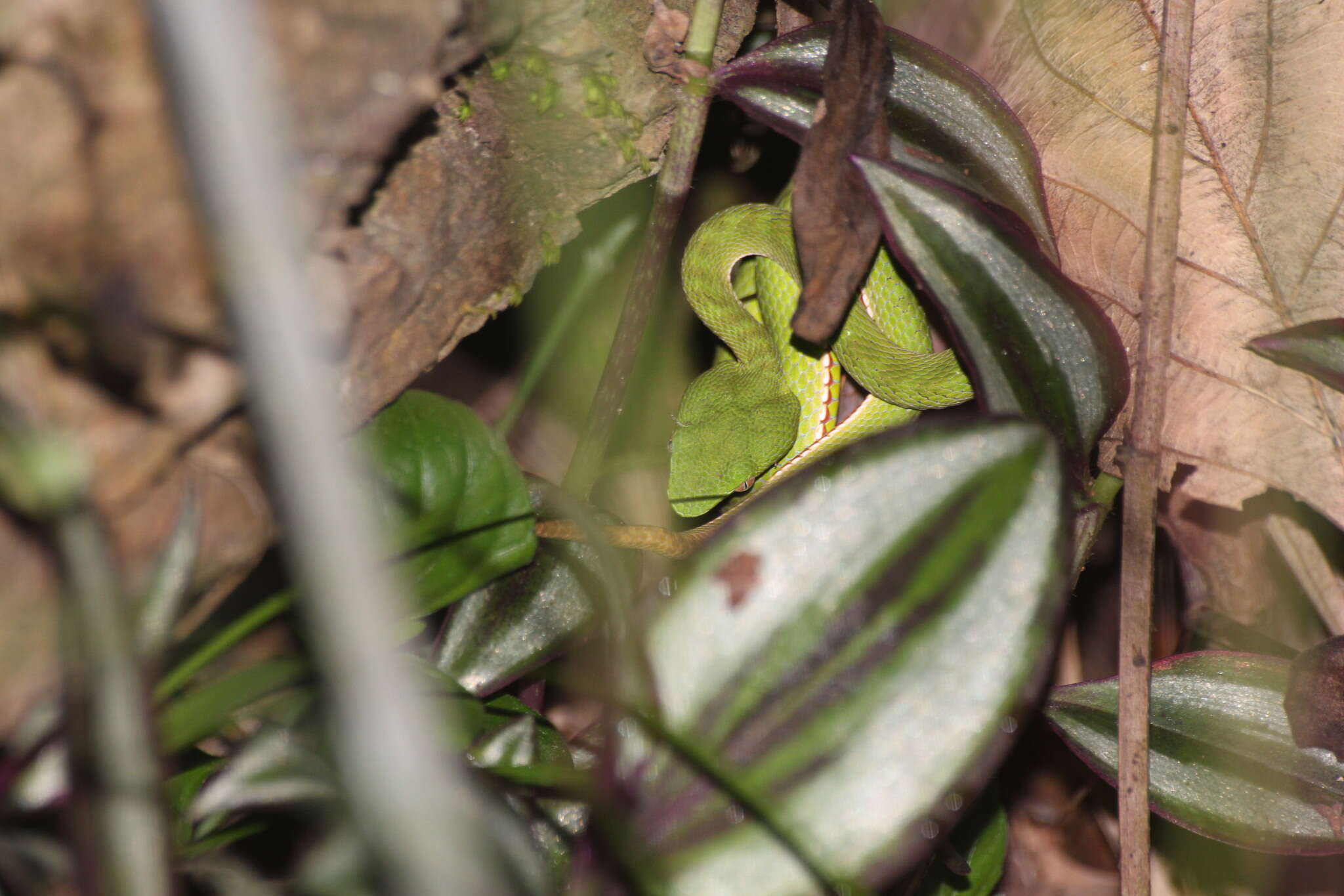 Image de Trimeresurus stejnegeri K. P. Schmidt 1925