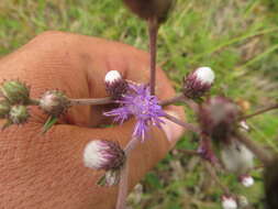 Слика од Chrysolaena flexuosa (Sims) H. Rob.