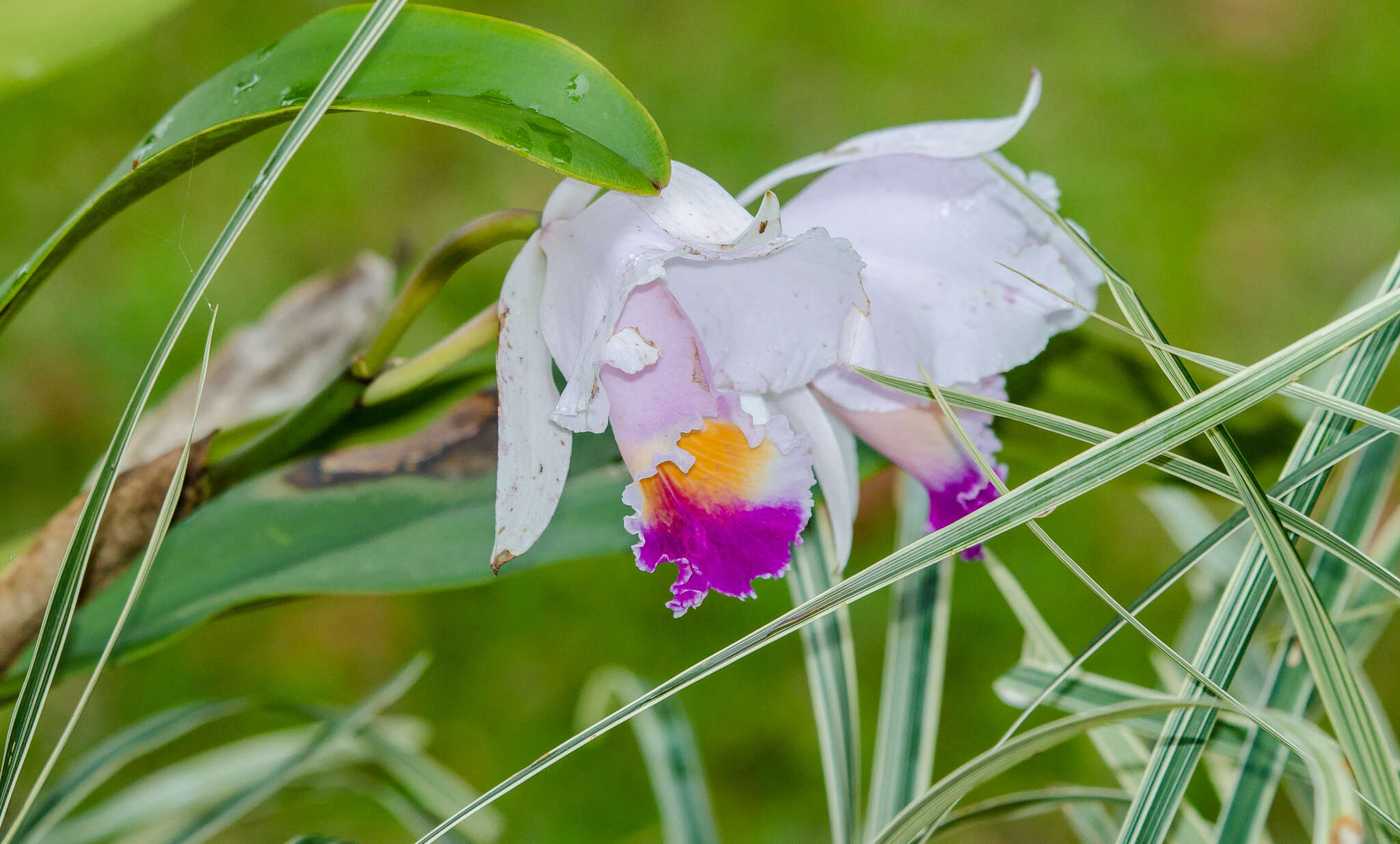 Imagem de Cattleya quadricolor B. S. Williams