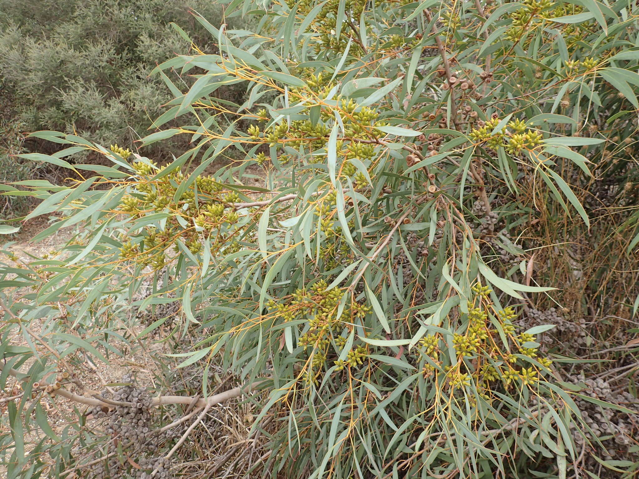 Image of Coastal White Mallee