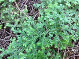 Image de Selaginella kraussiana (G. Kunze) A. Br.