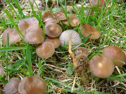 Image of sprucecone cap