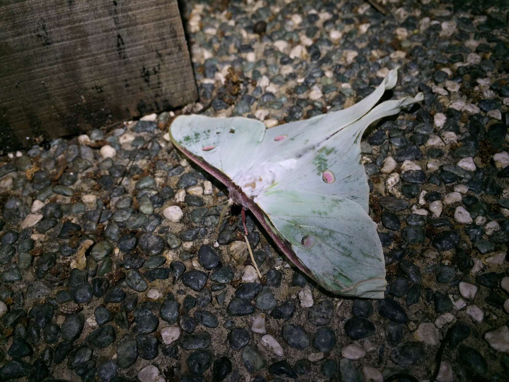 Image of Actias sinensis subaurea Kishida 1993