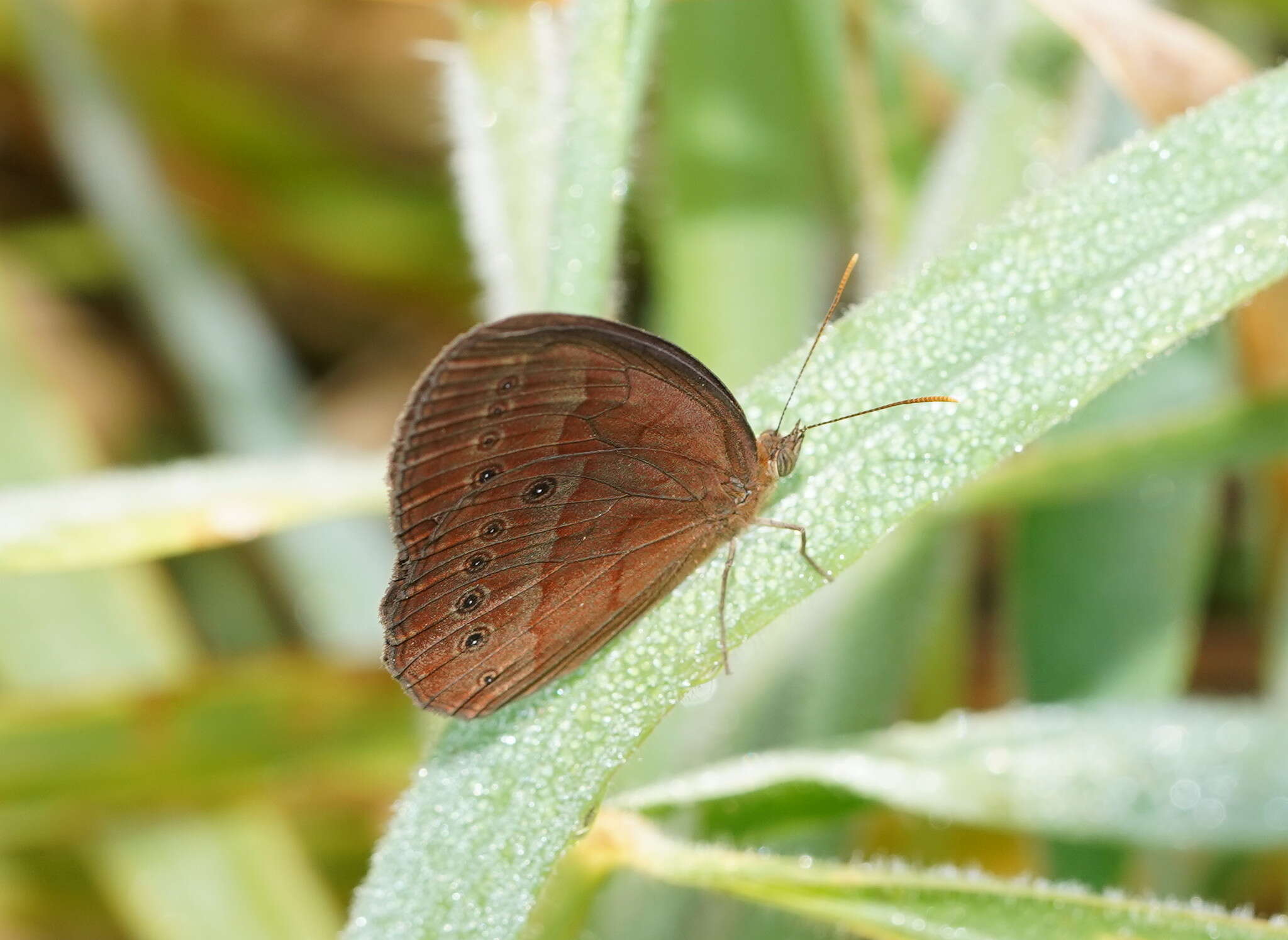 Image of cedar bush-brown