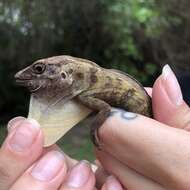 Anolis cybotes Cope 1862 resmi