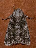 Image of Acronicta afflicta Grote 1864