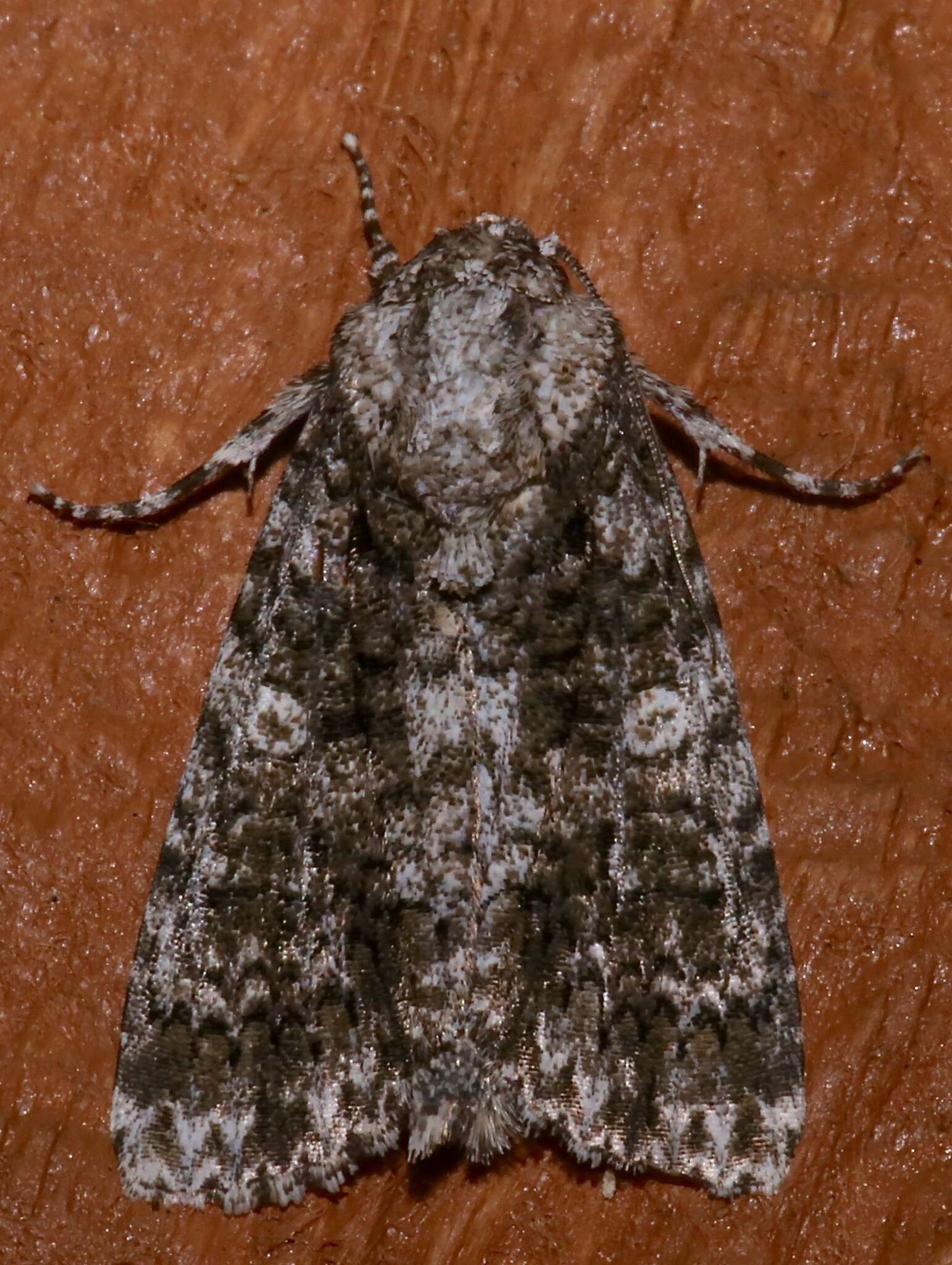 Image of Acronicta afflicta Grote 1864