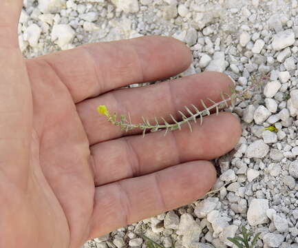 Plancia ëd Linaria cretacea Fischer ex Sprengel