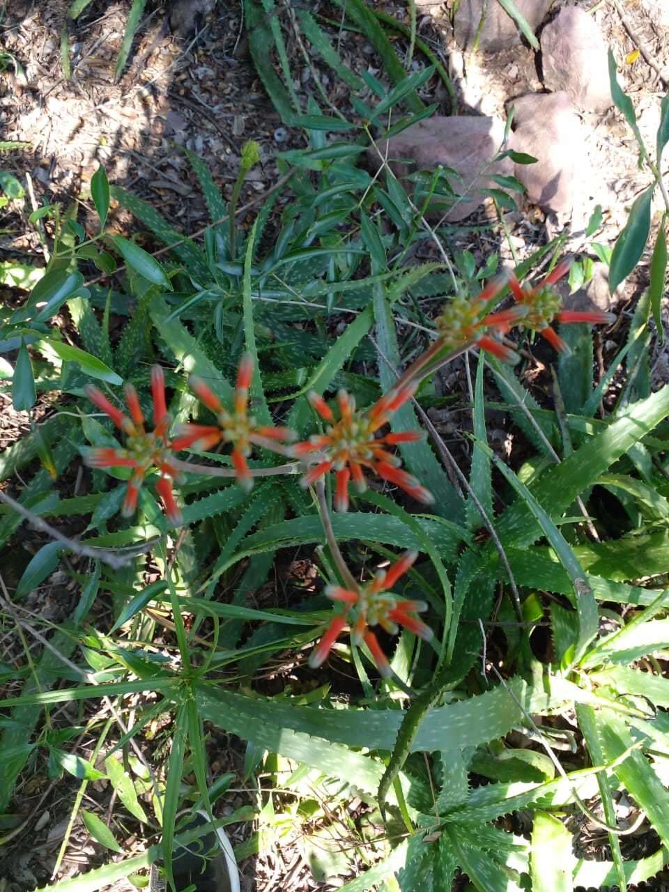 Image of Aloe vogtsii Reynolds