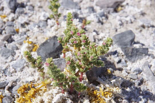 Image of Amargosa niterwort