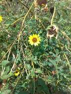 Image of cucumberleaf sunflower