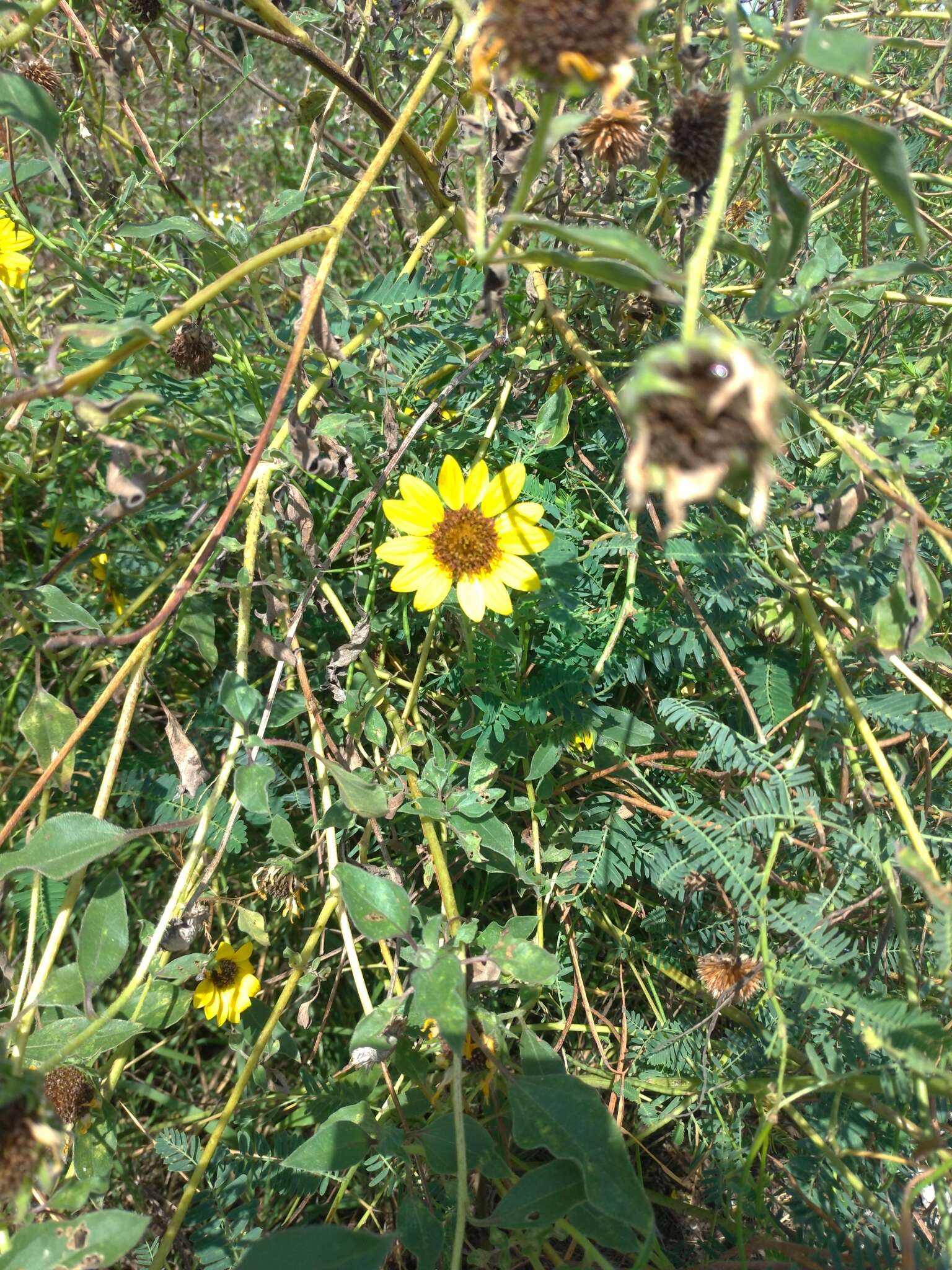 Image of cucumberleaf sunflower