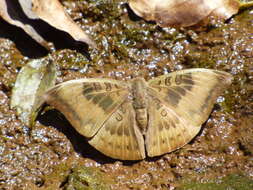 Image of Euthalia aconthea meridionalis Fruhstorfer 1906