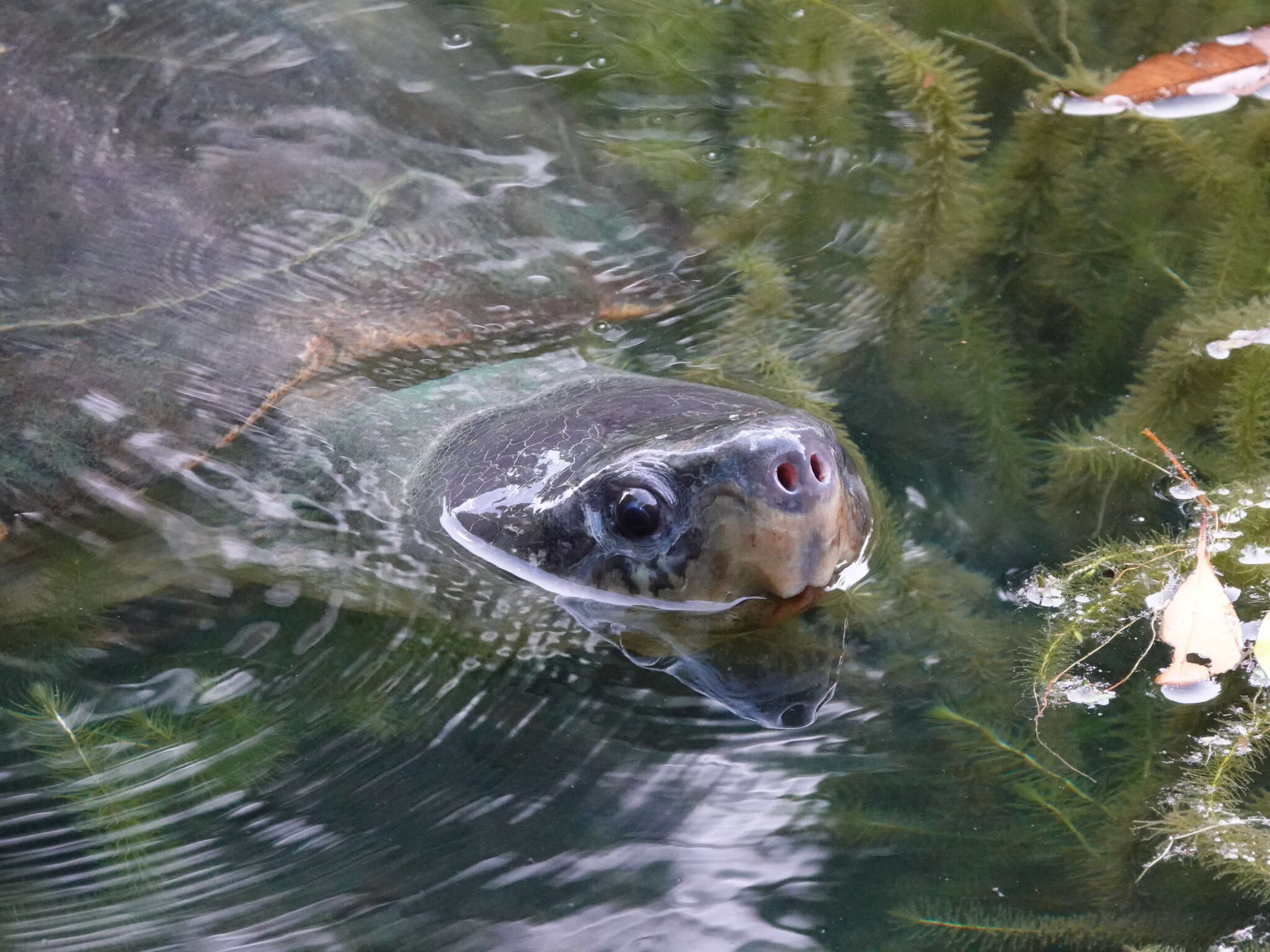 Image of Bornean River Turtle