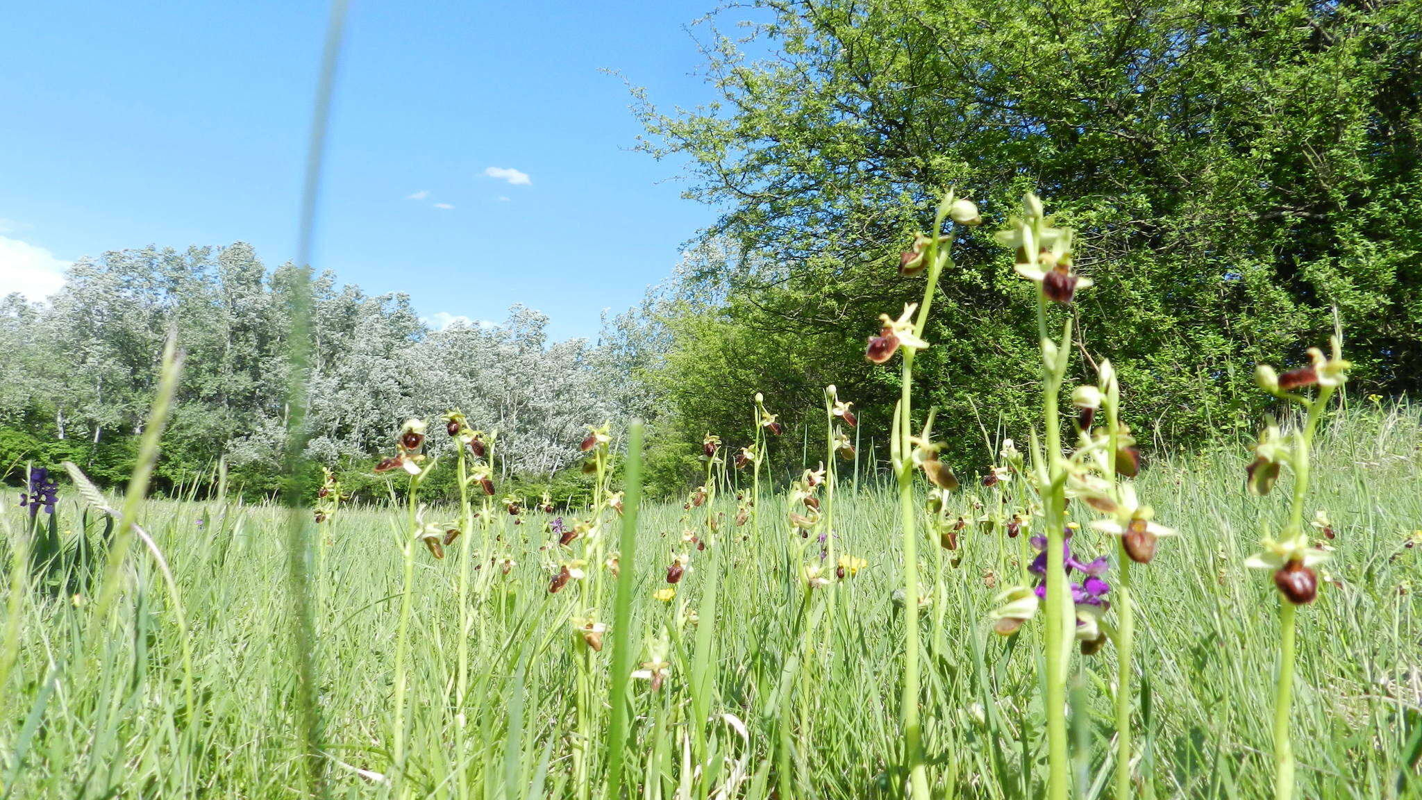 Image of Early spider orchid