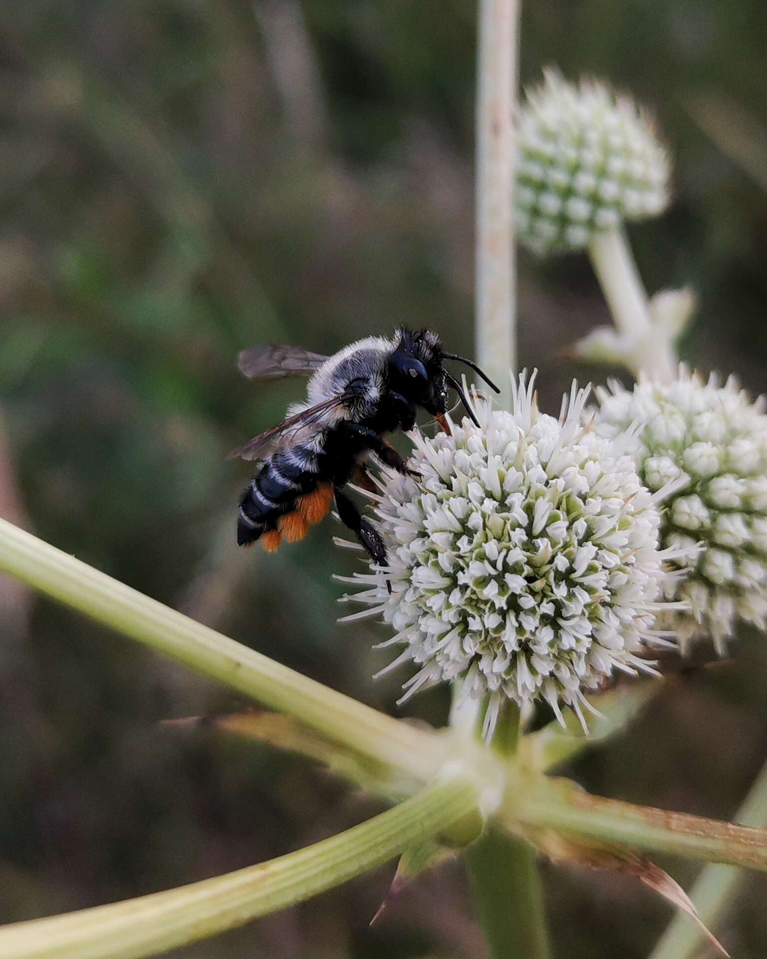 Image of Megachile pollinosa Spinola 1851