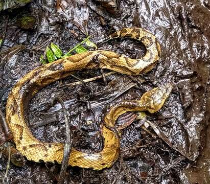 صورة Bothrocophias microphthalmus (Cope 1875)