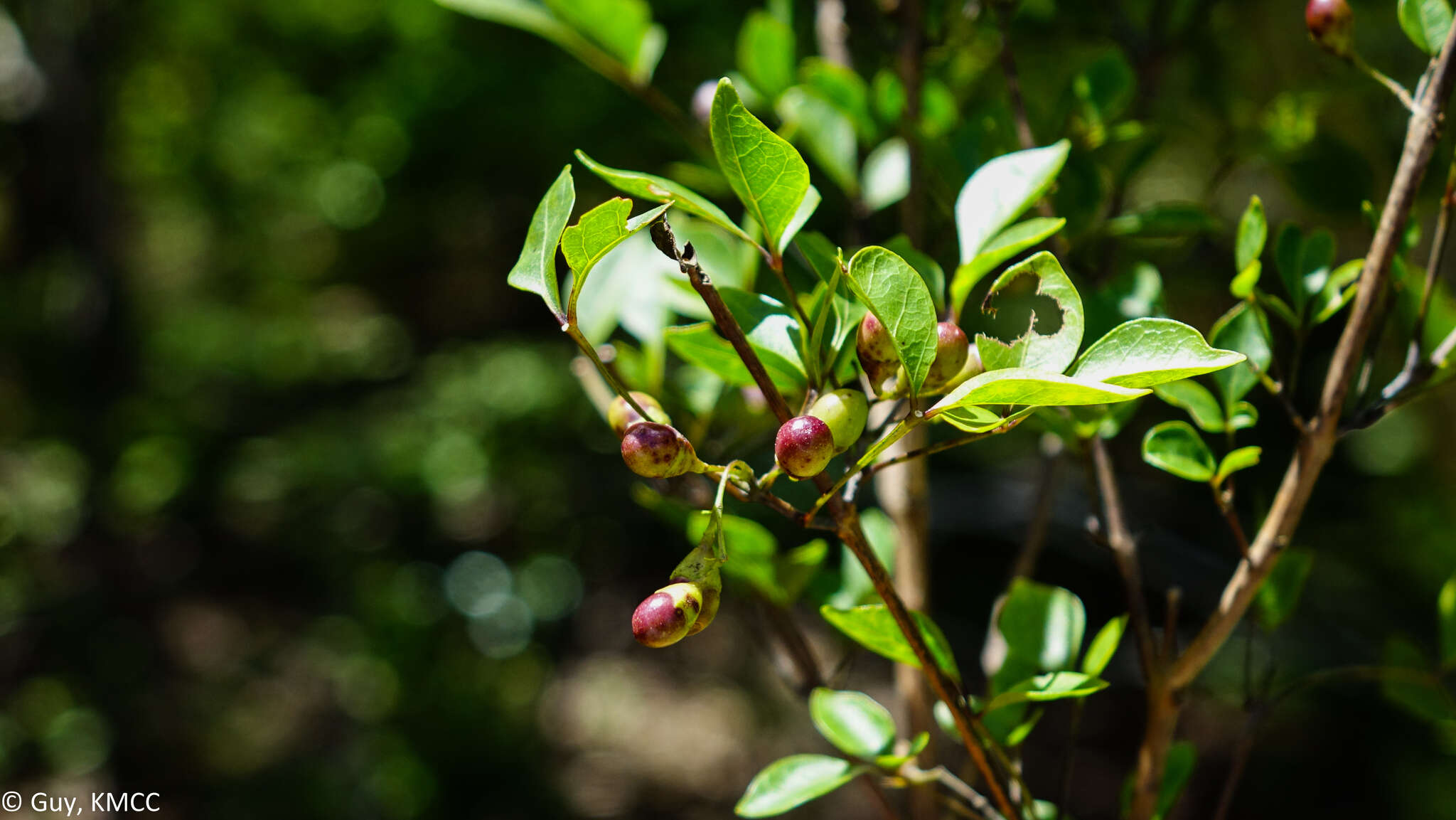 Imagem de Vitex pervillei Baker