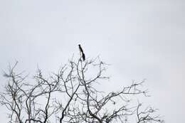 Image of Broad-tailed Paradise Whydah