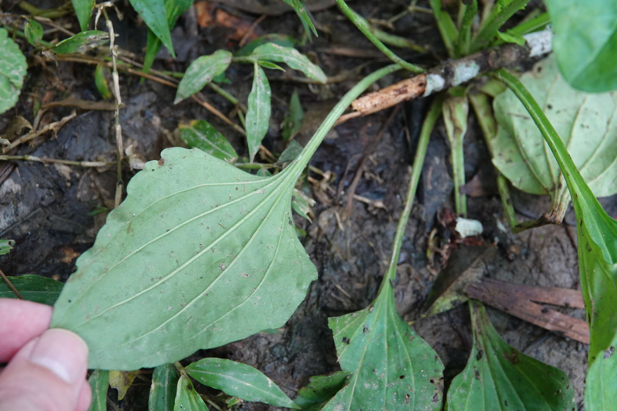 Image de Plantago asiatica L.