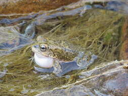 Image of Arabian toad