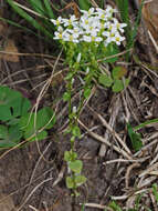 Image of Sebaea albens (L. fil.) Sm.