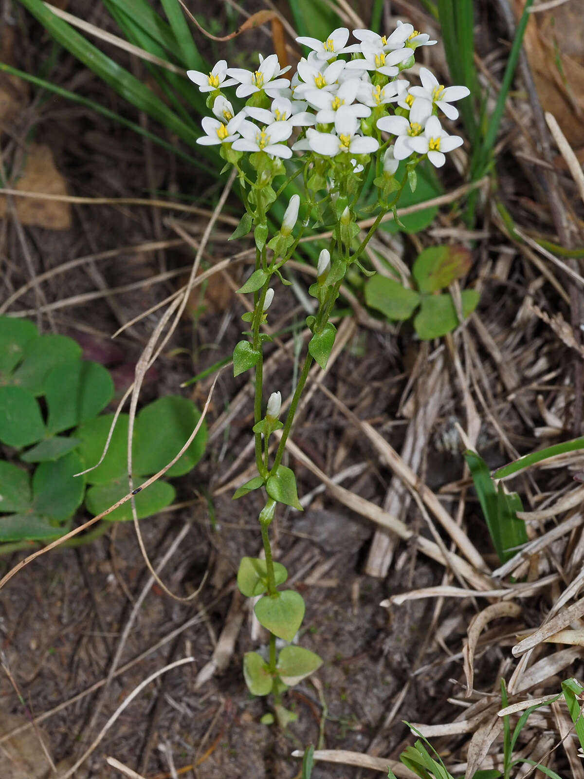 Image of Sebaea albens (L. fil.) Sm.