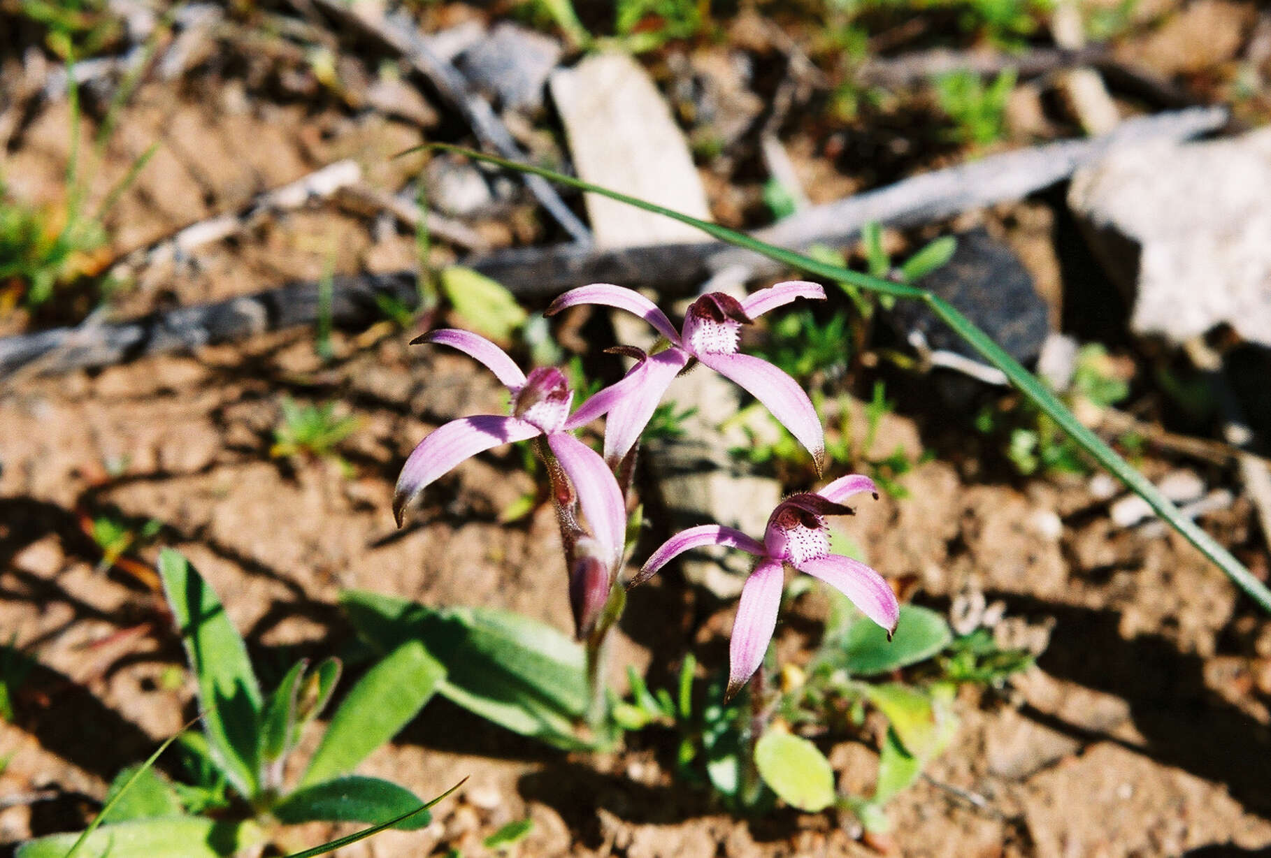 Image of Pink candy orchid