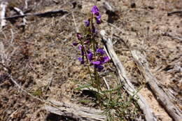 Plancia ëd Swainsona microphylla A. Gray