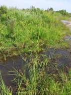 Image of Northern Wild Rice