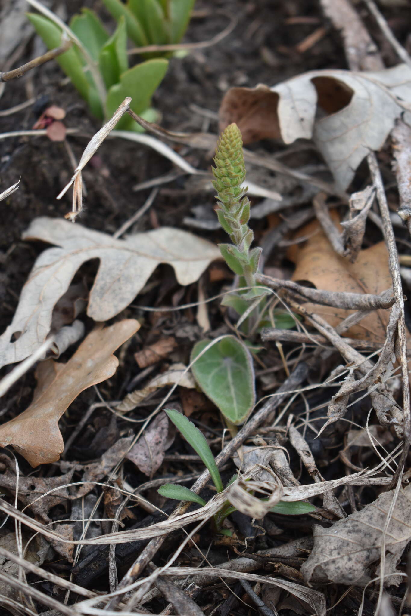 Image of Bull's coraldrops