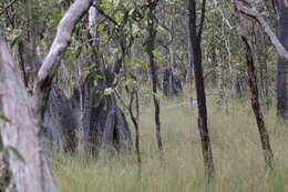 Image of Utricularia terrae-reginae P. Taylor