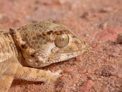 Image of Helmeted gecko