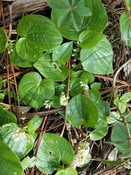 Image de Dioscorea minima C. B. Rob. & Seaton