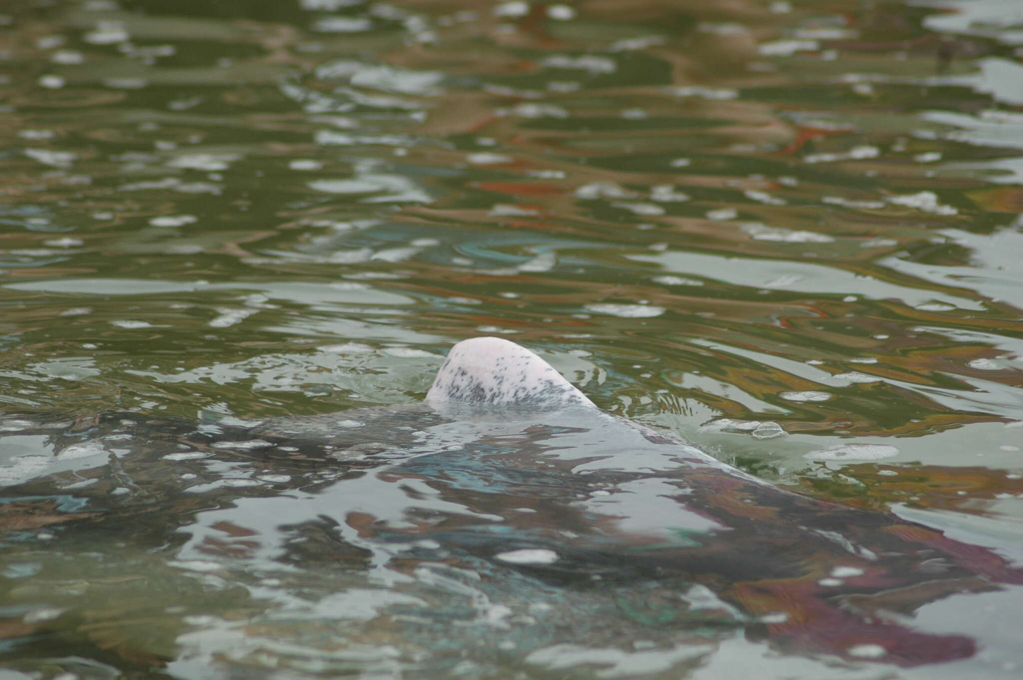 Image of Australian humpback dolphin