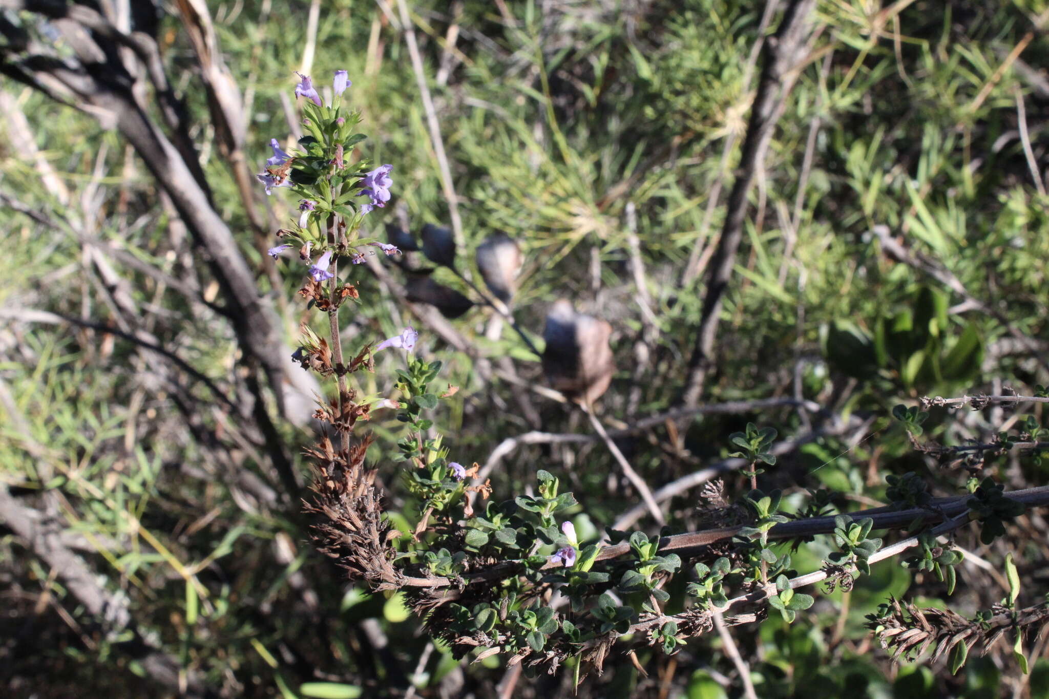 Plancia ëd Clinopodium chilense (Benth.) Govaerts